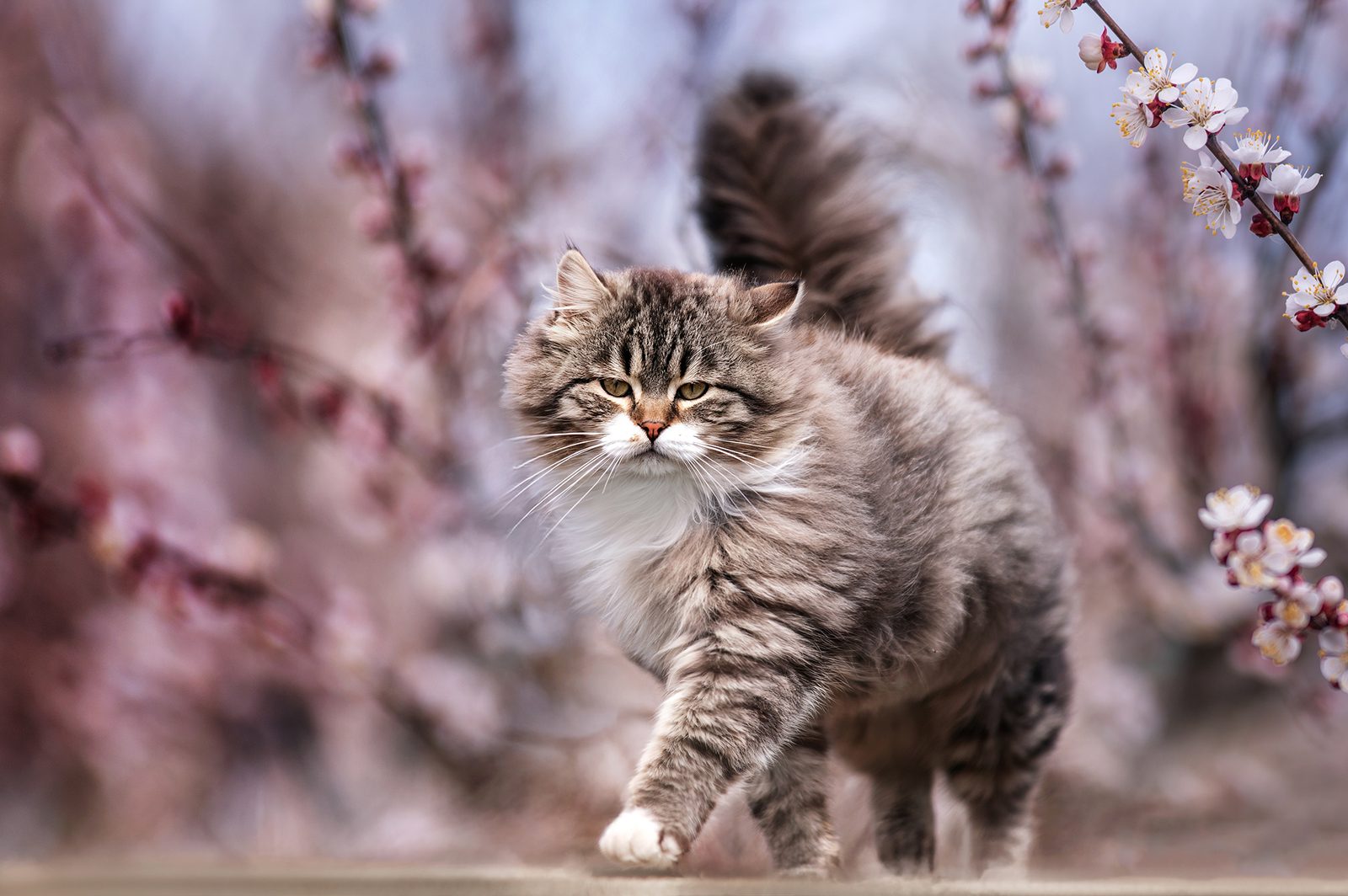 Cat among cherry blossoms — connect with Storm Guard Professional