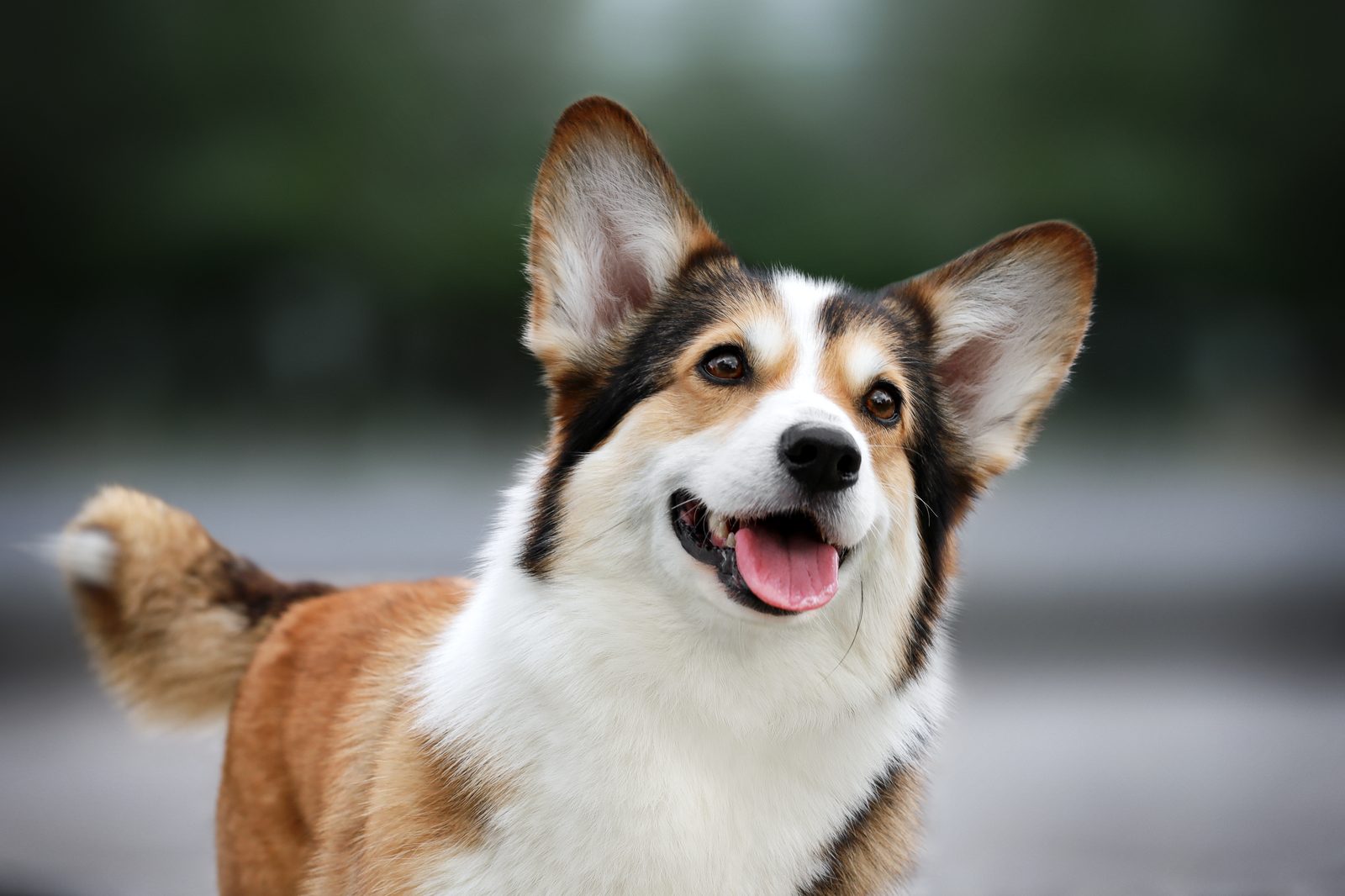 Corgi close-up portrait — Storm Guard Professional history