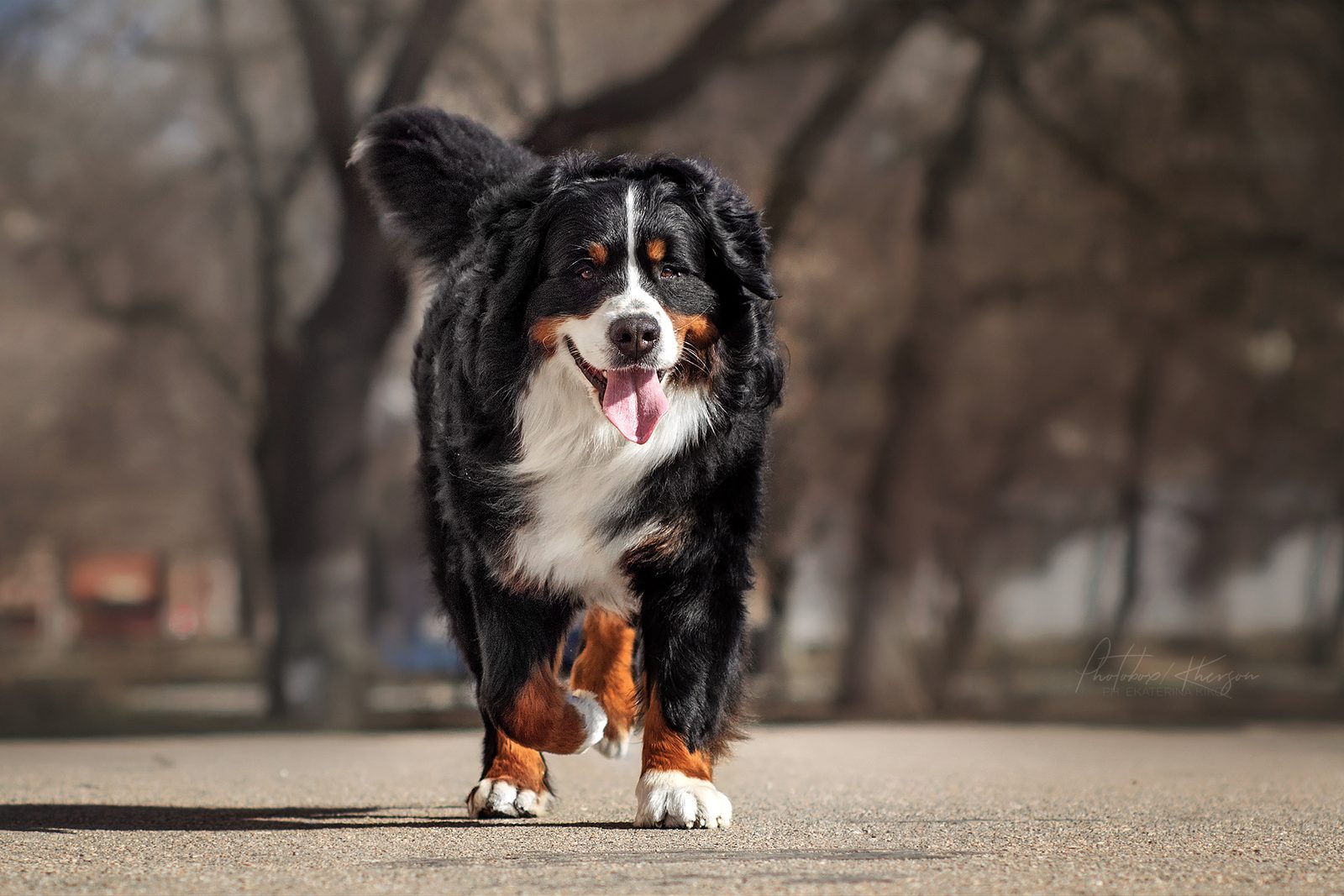 Bernese Mountain Dog in nature — Storm Guard Professional mission